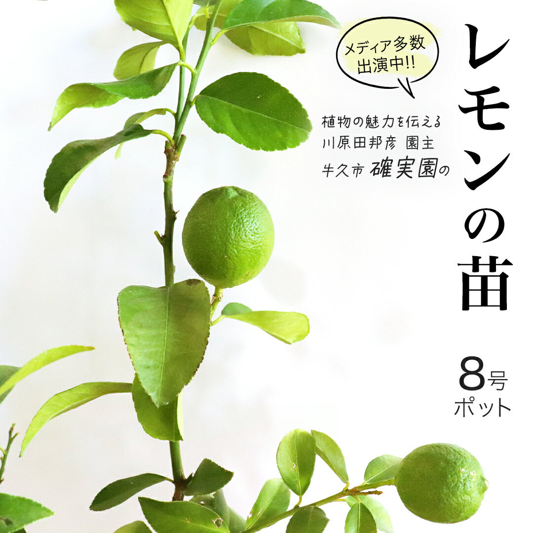 【ふるさと納税】レモン の 苗 8号ポット 1点 苗木 庭木 果樹 ガーデニング 家庭菜園 園芸 鉢植え 庭木 果物 くだもの 観葉植物 インテリア 植木鉢