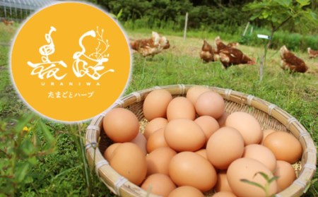 放し飼い養鶏 たまご 6個入り 3パック 卵 卵