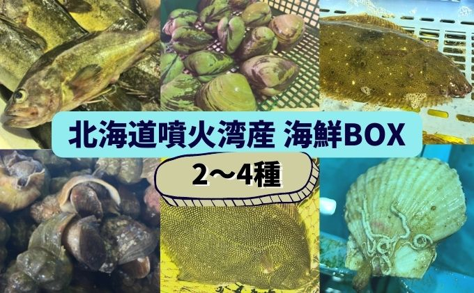 
[№5525-0785]北海道 伊達　噴火湾 水揚げ 今野水産 新鮮 活締め 海鮮 BOX 2～4種セット
