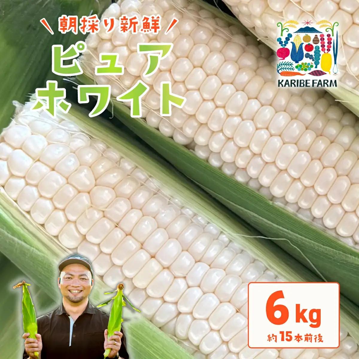 とうもろこし ピュアホワイト 約6kg 茨城県産 トウモロコシ