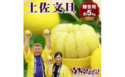 【先行予約】果樹園直送！土佐文旦 特選品贈答用（L～2Lサイズ）約5kg（10～13個入り） 文旦 ぶんたん 土佐 柑橘 高知県産 フルーツ お取り寄せ 贈答 先行予約 高知県 土佐市【白木果樹園】[BQAI006]