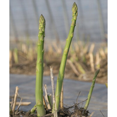 【ふるさと納税】北海道富良野産アスパラ　2L　1kg23本前後　ご贈答にも【配送不可地域：離島】【1710881】