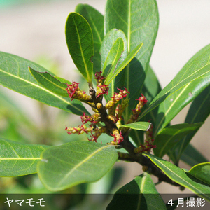 大苗 ◇ ヤマモモ(山桃) (品種おまかせ)[地中ポット苗] 《果樹 果樹苗 落葉樹 苗木 瑞光 森口 やまもも》※北海道・沖縄・離島への配送不可 ※2025年10月中旬～12月頃、2026年4月上旬