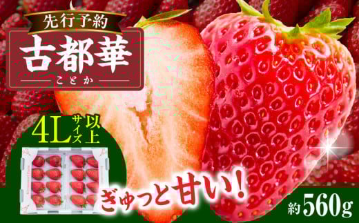 【2026年1月発送】高級いちご「古都華」4Lサイズ以上2パック　先行予約 ことか 甘い 糖度 濃い 濃厚 果汁 香り 朝摘み いちご イチゴ 苺 フルーツ 果物 くだもの ご褒美 ごほうび 贈答 贈り物 ギフト プレゼント 冷蔵 奈良県 生駒市 送料無料