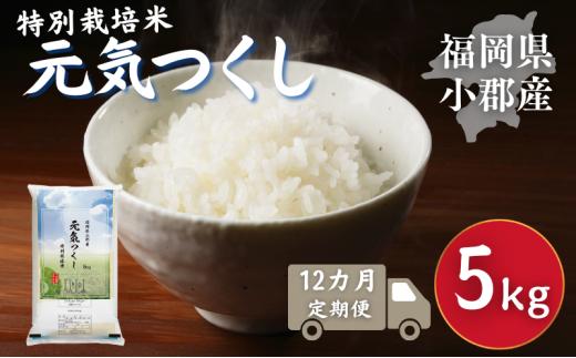 定期便 12回 特別栽培米 R7年度産 新米  福岡県 小郡産 元気つくし 5kg 米 お米 12ヶ月