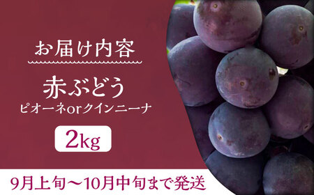 【先行予約】赤ぶどう 2kg ( ピオーネ or クインニーナ ) VCY006 赤ブドウ 葡萄