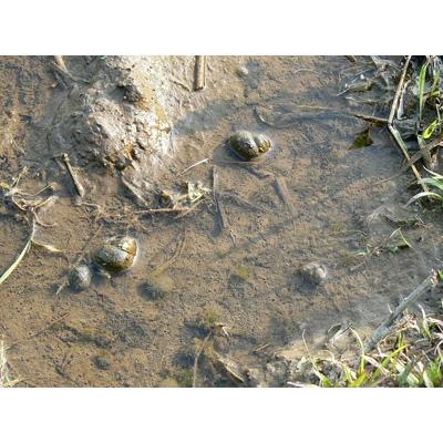 ふるさと納税 南魚沼市 令和6年産 《語り伝えられる地》南魚沼しおざわ産コシヒカリ5Kg(玄米) |  | 01