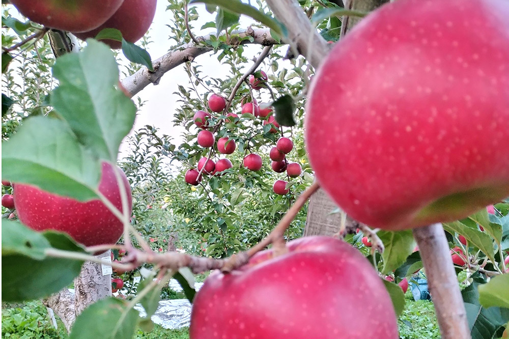 【25年12月発送】りんご 糖度13度以上【贈答規格】プレミアム サンふじ 約3kg