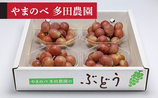 【令和8年産】 クイーンニーナ ダイヤパック 250g×4パック やまのべ多田農園のぶどう F2Y-4574
