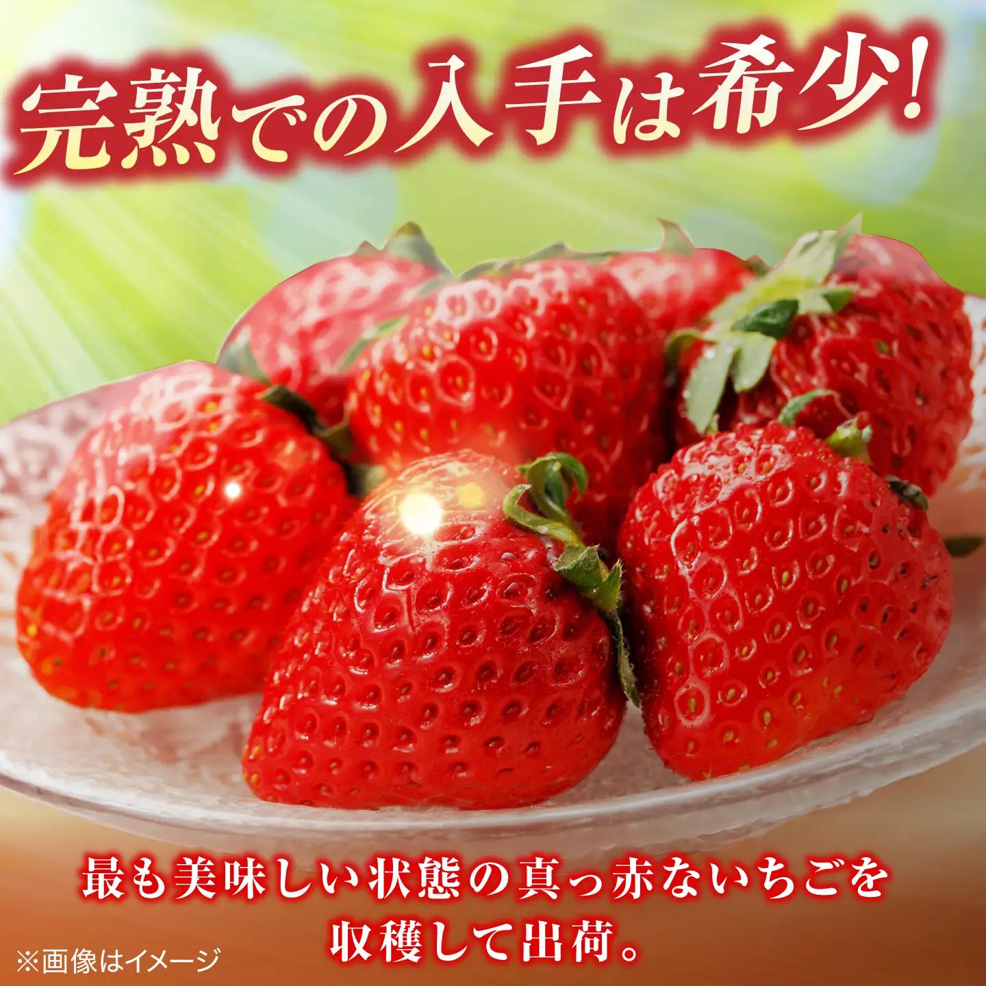島根県産 いちご400g 苺[ALFI003] 2Lサイズ12個入り