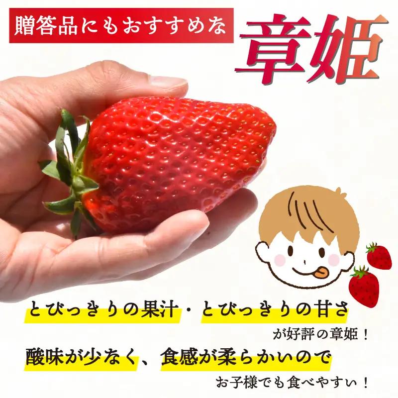 【2027年1月中旬以降発送】 いちご 章姫 (大粒+中粒) 480g前後（240g×2） イチゴ 苺 いちご