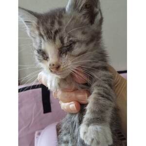 【返礼品なし】TNR活動(野良猫避妊・去勢手術助成金事業等)への寄附　1口:5,000円