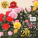 【ふるさと納税】産地直送 おまかせミニバラ20鉢詰め合わせ [11月～3月 お届け] 大容量 品種おまかせのため 訳あり 訳アリ 四季咲き バラ 花 ガーデニング 生産量 日本一 天皇杯 3.5号 ポット苗 ※沖縄 離島配送不可 薔薇 セントラルローズ [mt1546] 25000円