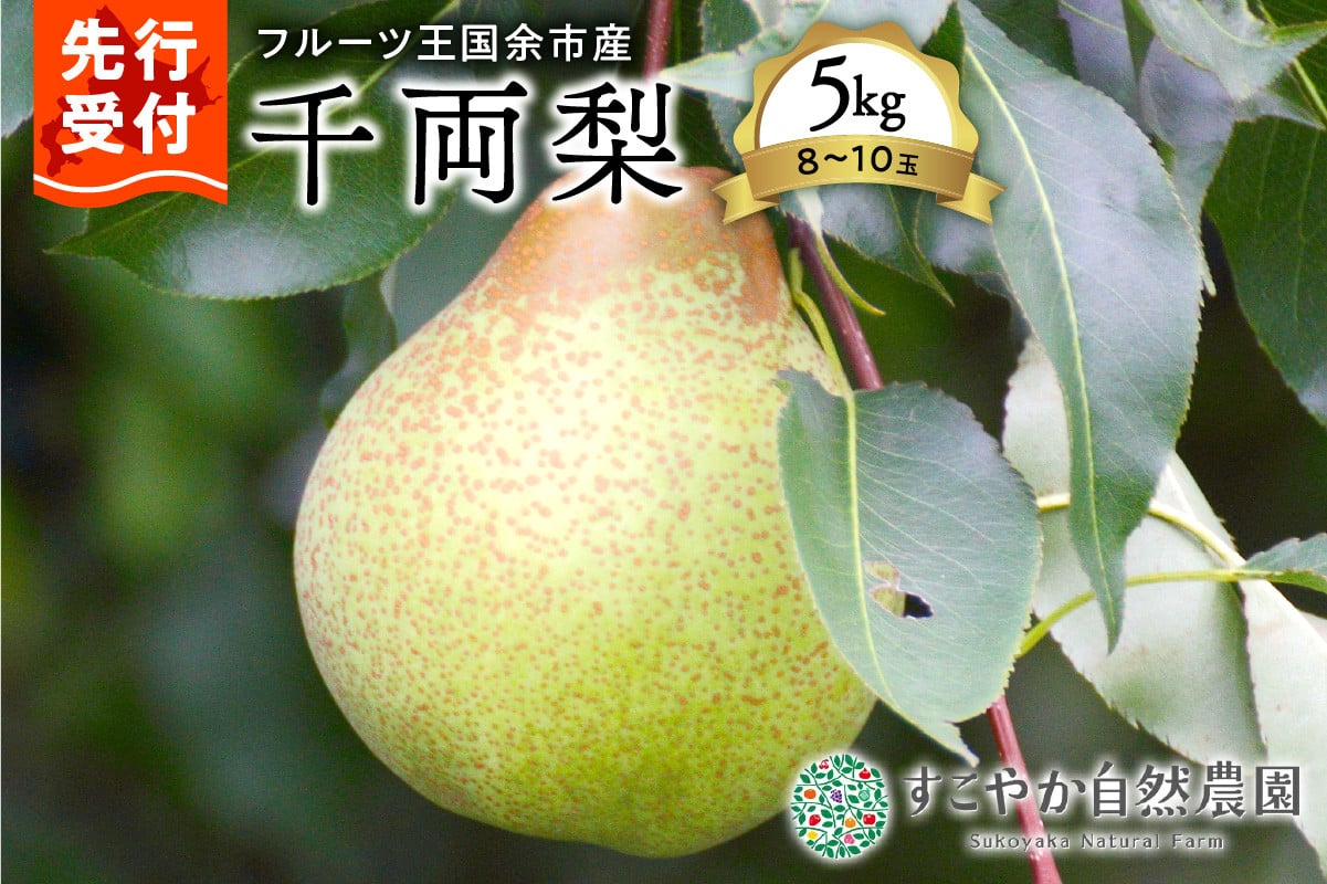 
            2025年発送【先行予約】令和7年産千両梨5kg箱8～10玉【すこやか自然農園】
          