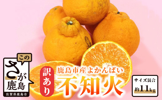 生産者応援品!!【まだ間に合う！4月～5月発送 冷蔵便】訳あり 【お届け日の指定不可】よかんばい 鹿島産 不知火 約11kg | 不知火 訳あり 家庭用 しらぬい みかん 柑橘 箱込み 配送における 傷み保証 含む フルーツ 果物 くだもの 果実 ミカン シラヌイ 佐賀県 鹿島市 B-292_cool