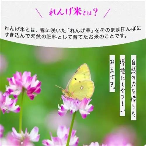 【令和8年産 新米】小浦れんげ米(にじのきらめき) 精米(白米) 10kg【1780787】