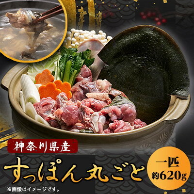 【ふるさと納税】【のし付き】神奈川県産鍋用すっぽん丸ごと1匹(約620g)【配送不可地域：離島】【1617532】