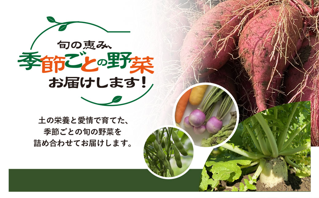 栽培期間中 農薬不使用　季節のお野菜セット KTRCP001 / 野菜 やさい 旬 季節 詰合せ お野菜セット 9品目 3～5人家族用 健康 和楽志 わがくし 千葉県 香取市