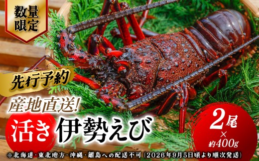 【先行予約】【数量限定】産地直送！活き伊勢えび 約400g×2尾 ※北海道・東北地方・沖縄・離島への配送不可（2026年9月5日頃より順次発送）【 ふるさと納税 人気 おすすめ ランキング 伊勢海老 伊勢えび 伊勢エビ えび エビ 海老 活き伊勢エビ 活き伊勢えび 海鮮 新鮮 冷蔵 愛媛県 伊方町 送料無料 】 IKTJ015