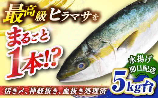 壱岐島産天然ヒラマサ（5キロ台・丸もの） 《壱岐市》【壱岐島　玄海屋】[JBS070] ヒラマサ 魚 刺身 煮物 カルパッチョ お寿司  65000 65000円
