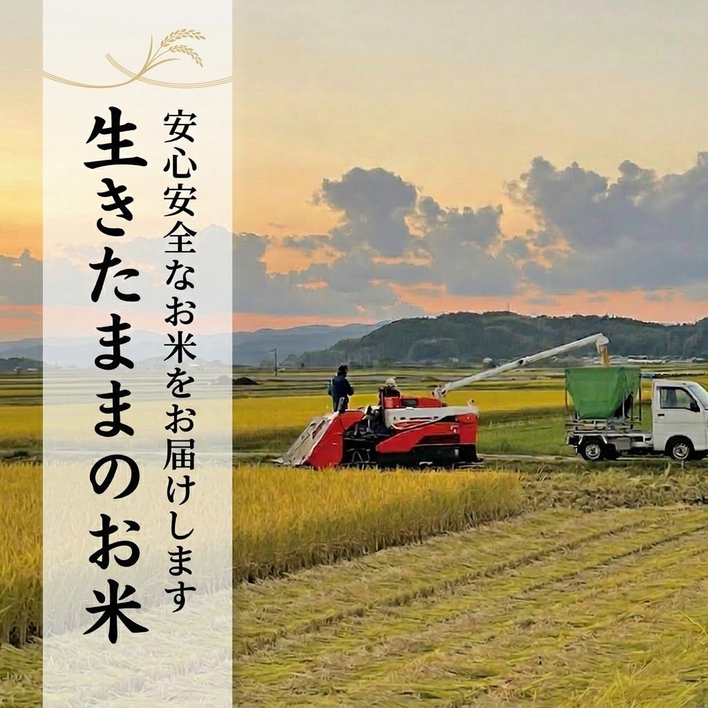 【先行予約】 新米 【お米定期便】 玄米 ミルキークイーン 【6回】 10キロ 10㎏ 数量限定 米 コメ お米 ご飯 おにぎり こめ 令和8年度 農家直送 産地直送 ふるさと納税 高知県 南国市
