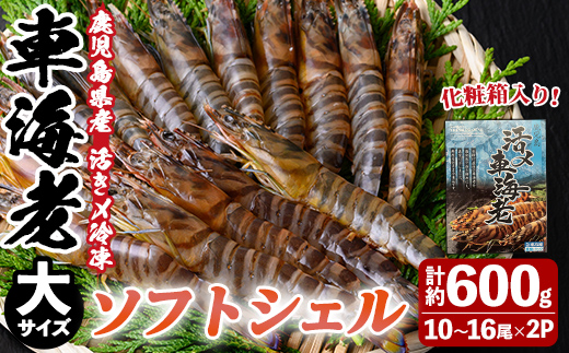 n435 鹿児島県産！活き〆冷凍車海老 ソフトシェル(大・計約600g) 化粧箱入り！ くるまえび エビ 海老 希少 海鮮 海産物 国産 九州産 急速冷凍 ギフト 車海老 真空パック 養殖 冷凍 【車海老日本株式会社】