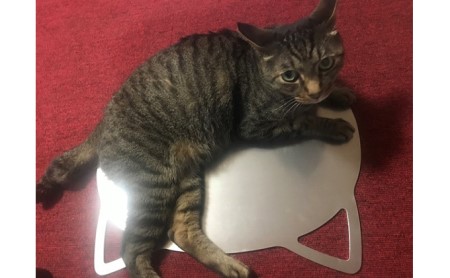 ねこの寝床 Mサイズ ペット 猫 用品 ひんやりマット 