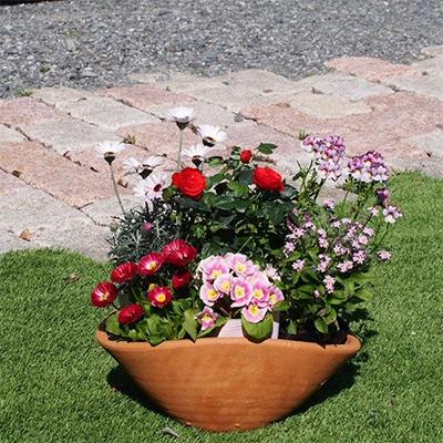 ふるさと納税 朝倉市 可愛いピンクのお花たっぷりの寄せ植え(舟形Mサイズ)×1鉢 |  | 01