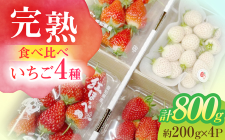 朝摘み 愛知県産 いちご 4品種食べ比べ 約200g×計4パック 苺 完熟 ギフト 愛西市/くぼ苺農園[AECJ007]