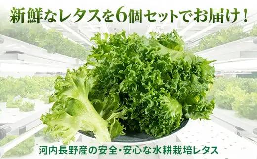 【レタス定期便　毎月お届け3ヵ月】レタス 6個