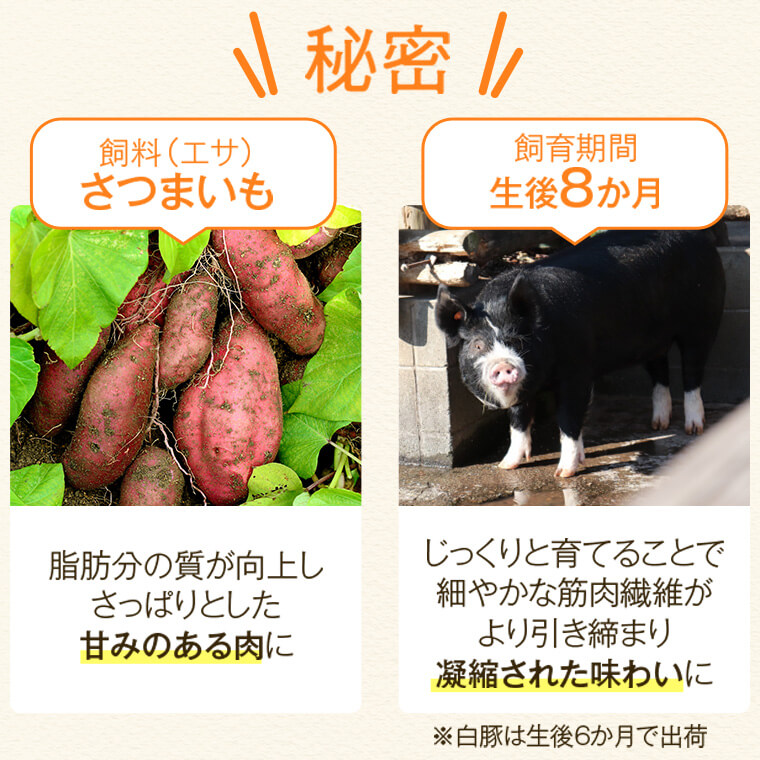 【B02096】 特選黒豚(約1.6kg)・黒豚焼豚2個・黒豚餃子(12個入×1P)セット！黒豚バラ・肩ロース(しゃぶしゃぶ用)、黒豚ロース(トンカツ用)のセット_イメージ2