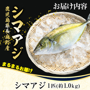 鹿児島県長島町産 シマアジ (約1.0kg・1匹) シマアジ 鹿児島 鮮魚 下処理済み 一匹 柵 刺身 切り身 高級あじ 高級魚【JFA】jfa-4121｜ シマアジ しまあじ あじ アジ 鯵 シマア