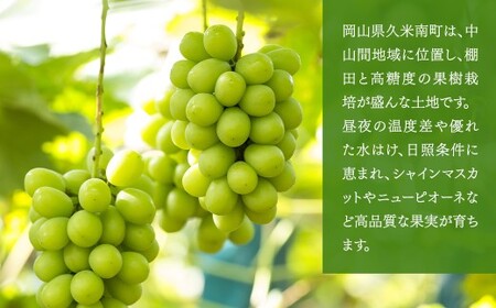 【種なし】岡山県産 シャインマスカット 計約1kg箱 2房入り マスカット ぶどう ブドウ 葡萄 フルーツ 種無し【2026年10月上旬-11月下旬発送予定】