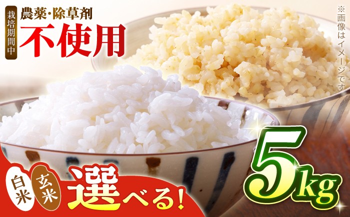 
                  R8年度産新米 予約【選べる白米or玄米】つばくろ米 5kg 米 白米 精米 こめ コメ お米 おこめ ご飯 ごはん 送料無料 R8 数量 限定 数量限定 ギフト 白飯 玄米飯 ふるさと納税 玄米 国産 岐阜県産 白川町  / 黒川つばくろ農園 [AWCB001]
                