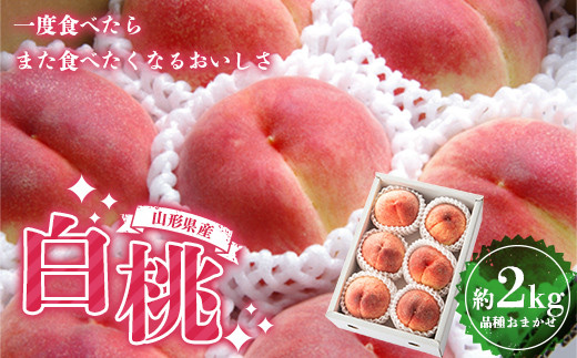 《2026年度8月中旬発送開始》山形県産 厳選 白桃 秀品 約2kg （5玉～9玉入り）化粧箱 品種おまかせ  もも モモ 桃 デザート フルーツ 果物 くだもの 果実 食品 山形県 FSY-2490