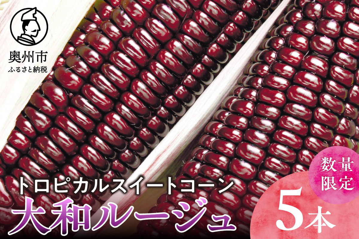 
                  【先行予約】とうもろこし 大和ルージュ 5本 【数量限定】 2026年9月上旬から出荷 離島配送不可 野菜 赤いとうもろこし モチっと食感 トロピカルスイートコーン 期間限定 [T0030]
                