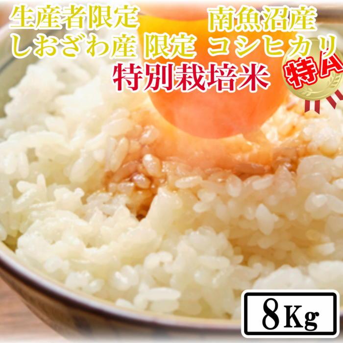【ふるさと納税】【令和7年産】【精米8kg】特別栽培 しおざわ産限定 生産者限定 南魚沼産コシヒカリ【2025年10月上旬より順次発送予定】 | お米 こめ 白米 コシヒカリ 食品 人気 おすすめ 送料無料 魚沼 南魚沼 南魚沼市 新潟県産 新潟県