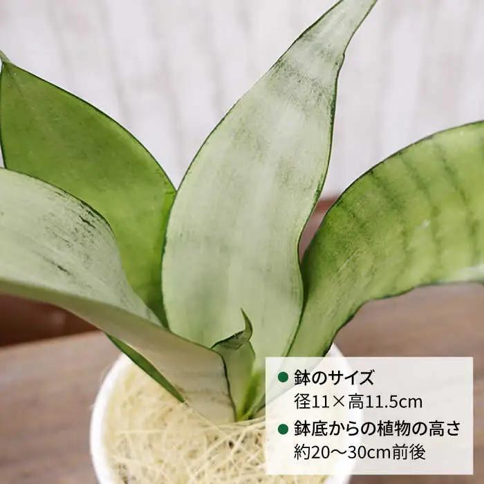 マイナスイオン発生植物『 サンスベリア ・ ムーンシャイン 』  糸島市  / cocoha [AWB024] 観葉植物 インテリア