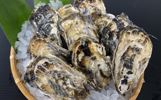 D-54008 【北海道根室産】貝付き牡蠣80個