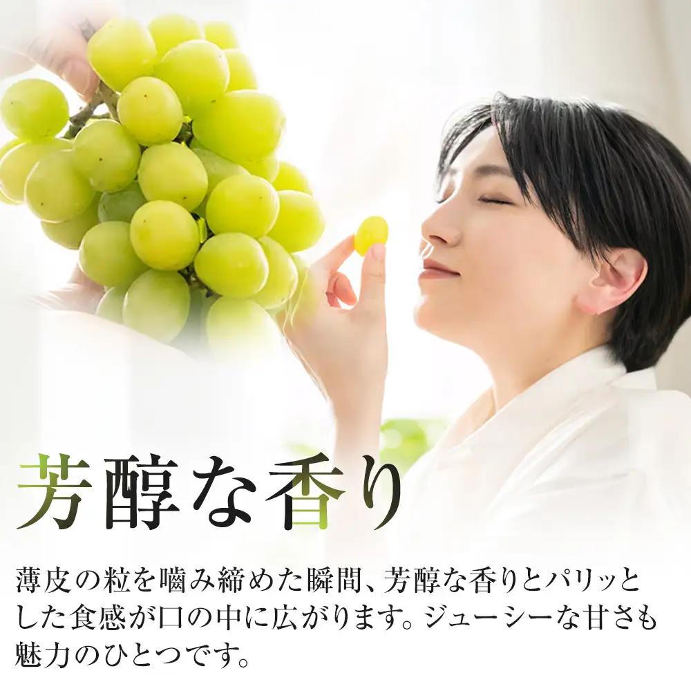 シャインマスカット 訳あり 先行予約 家庭用 鳥取砂丘地産 1.4kg（350g×4パック）｜シャインマスカット