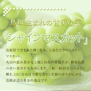 【先行予約】【 訳あり 】 シャインマスカット 350g 前後×4パック ※2026年8月下旬頃～9月下旬頃に順次発送予定【シャインマスカット 葡萄 ぶどう フルーツ 果物 鳥取県 北栄町 おすすめ 