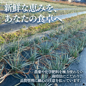 【2026年4月上旬頃から順次発送】島らっきょう 1kg 期間限定 らっきょう ラッキョウ 辣韭 らっきょう酢 炒め物 天ぷら 国産 愛媛県産 愛媛県 松山市 松山市ふるさと納税返礼品【MSD006】