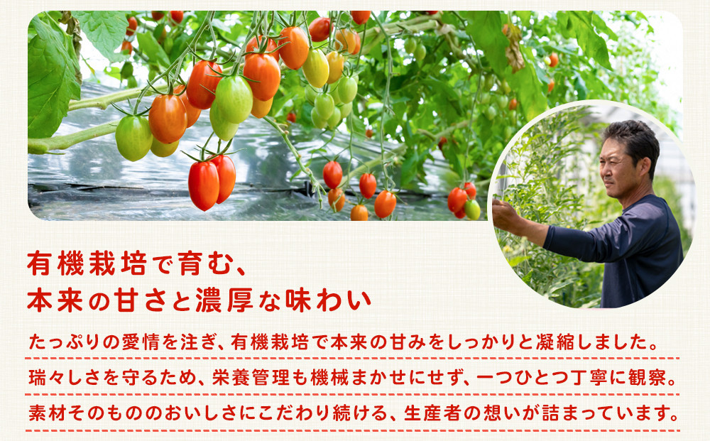 ［2026年5月出荷分］和歌山産ミニトマト「アイコトマト」約1kg（S・Mサイズおまかせ）［TM232］