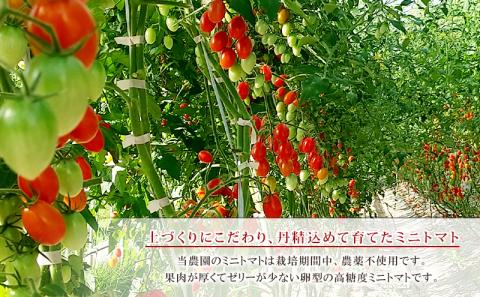 北海道仁木町産ミニトマト【アイコ】1.2kg×10箱［栽培期間中 農薬不使用］