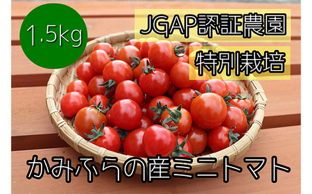 ミニトマト 朝採れ 特別栽培 キャロル10 北海道産 ミニトマト【1.5kg】