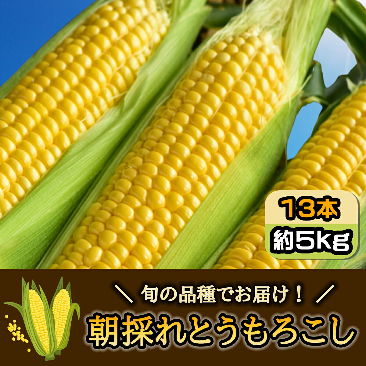 【ふるさと納税】【先行予約】【6月中旬～7月上旬】朝採れとうもろこし 約5kg 13本 旬の品種でお届け！／ふるさと納税 とうもろこし トウモロコシ 朝採れ 千葉県 山武市 　SMBQ001