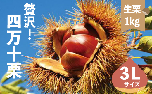 【 期間限定 数量限定 】 新栗 贅沢 四万十栗 3Lサイズ 約1kg 生栗 栗 くり クリ マロン 秋 フルーツ 果物 おやつ 焼き栗 栗ご飯 栗きんとん 甘露煮 高知 高知県 四万十 四万十市 しまんと 【2025年10月上旬～下旬発送】