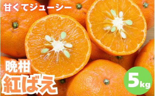 【先行予約】晩柑 紅ばえ　5kg【1月上旬以降順次発送予定】 / 和歌山県 田辺市 みかん 晩生 柑橘【mrn011-2】