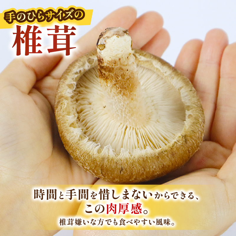 大きな生椎茸 600g 椎茸 しいたけ シイタケ きのこ 生椎茸 野菜 菌床栽培 肉厚 キノコ 新鮮 ステーキしいたけ ステーキ椎茸 国産 農薬不使用 食物繊維 ステーキ 富士山 湧水 箱根 静岡県 