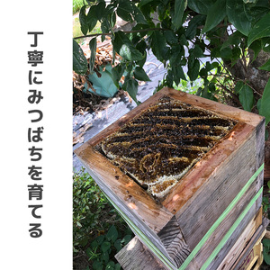 GD001_日本蜜蜂の純粋はちみつ＊　３００ｇ×２